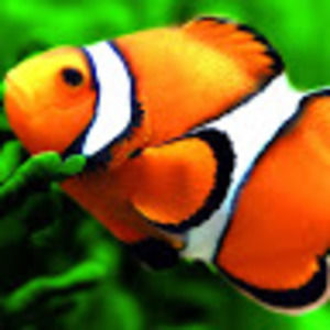 Meet your Posher, Ella